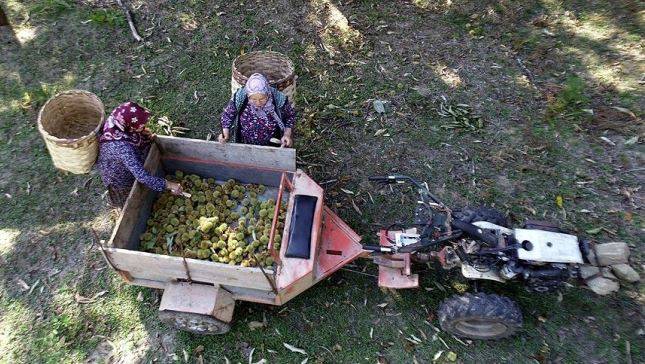 Erfelek’de köylüler dağdan topluyor kilosu 270 TL’ye satıyor. Geçen sene kilosu 50 TL’ydi 7
